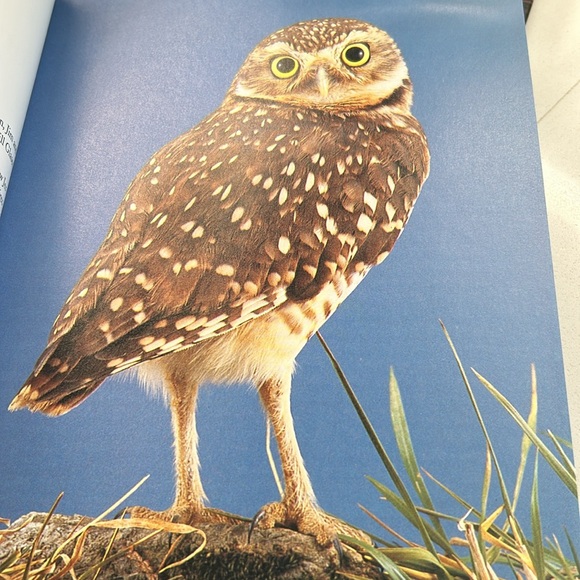 🌻4/$20 Vintage How to Spot An Owl Softcover 1994 Softcover Book Chapters Publ - Picture 16 of 16